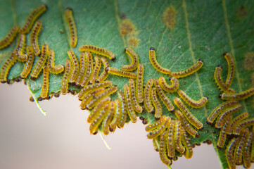 Oruga de polilla palometa alimentándose III