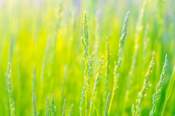 Fototapeta na wymiar field of grass during sunset. The summer green grass is close, at sunset.
