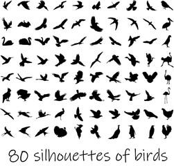 Big set of black birds silhoettes. Flying, sitting, swimming. Vector illustration.