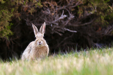 Rabbit