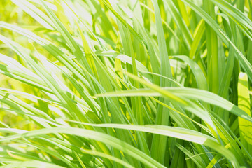 Grass close-up. Green juicy summer grass. Background. Sedge.