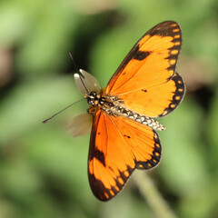 Fototapeta na wymiar Kruger National Park: butterfly