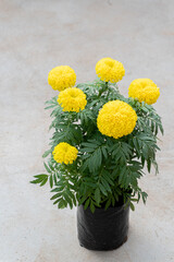 marigold tree in black plastic bag pot on concrete floor, Marigold flowers is a yellow shrub, are used in garlands of different types for worshiping monks and sacred things according to the beliefs.