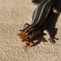 Kruger National Park: lizard with wasp it has caught