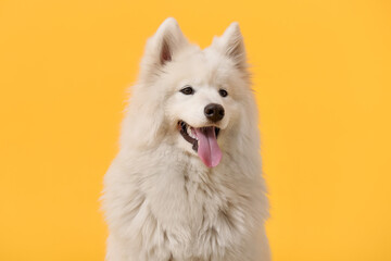 Cute Samoyed dog on color background
