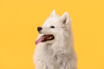 Cute Samoyed dog on color background