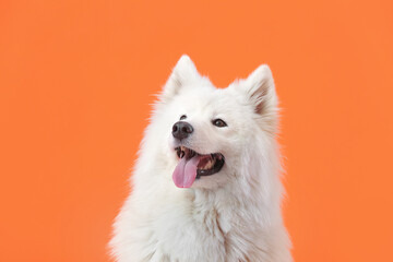 Cute Samoyed dog on color background