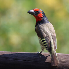 Kruger National Park: Birds: Black-collared barbet