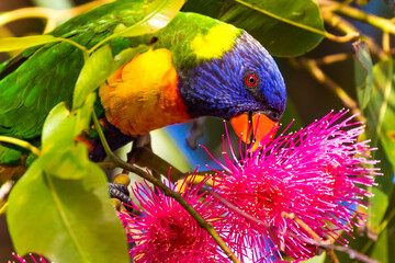 Rainbow Lorikeet feeding on nectar from a flowering gum tree