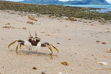Close up sea crab on the rock sand beach in 
