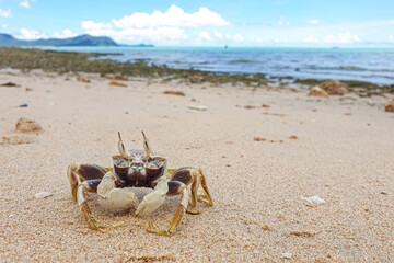 Close up sea crab on the rock sand beach in 