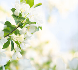 Fototapeta na wymiar Beautiful spring blooming apple tree, delicate white flowers, on a green soft background, spring nature. The setting sun.