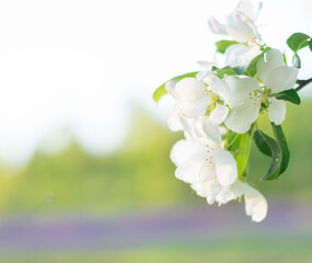 Beautiful spring blooming apple tree, delicate white flowers, on a green soft background, spring nature. The setting sun.