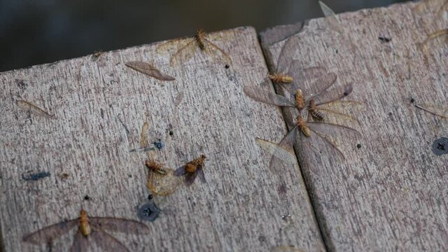 Tussock moth insect on the floor