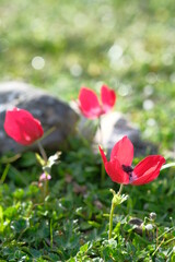 Red anemone grows among the stones in the mountains