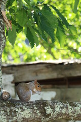 
squirrel eating on a tree branch
