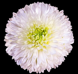 Light pink chrysanthemum.  Flower on black  isolated background with clipping path.  For design.  Closeup.  Nature.