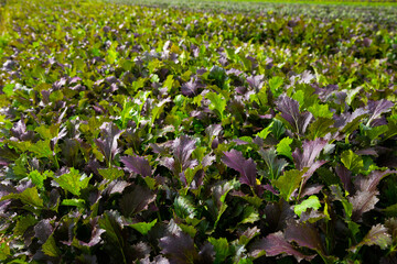 Closeup of red leafy mustard plantation in organic vegetable farm. Harvest time