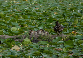 duck family resting on the wood