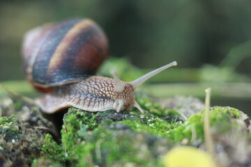 snail on a leaf