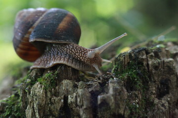 snail on a leaf
