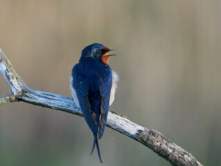 Barn swallow (Hirundo rustica)