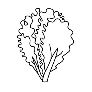 Lettuce. Vegetable sketch. Thin simple outline icon. Black contour line vector. Doodle hand drawn illustration