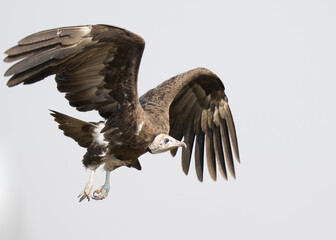 Kruger National Park: Birds Hooded vulture