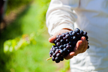 Fruit picker person holding bunch of red wine grapes in hand
