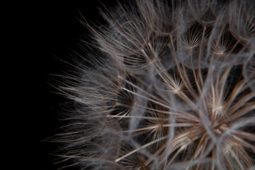 Big dandelion on a black background close-up 