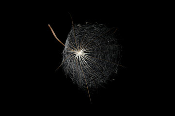 large dandelion grain - salsify on a black background close-up