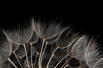Large dandelion on a black background closeup 