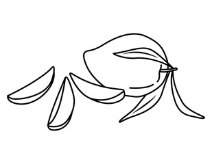 Whole mango with slices and leaves. Doodle style. For the design of social networks, web, advertising, banners, menus, recipes. Vector illustration hand drawn by contour