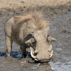 Naklejka na ściany i meble Phacochoerus africanus: Warthog Kruger National Park