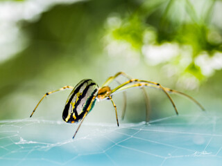 Insect