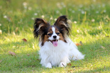 A papillon playing on the grass in early summer