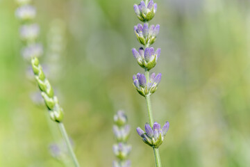 Fototapeta premium Lavender flower in a blooming garden.