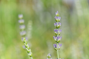 Fototapeta premium Lavender flower in a blooming garden.