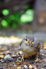 Fototapeta premium sparrow on the ground