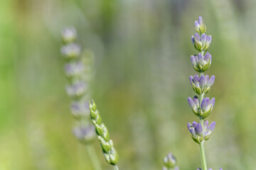 Obraz premium Lavender flower in a blooming garden.
