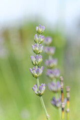 Fototapeta premium Lavender flower in a blooming garden.