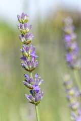 Obraz premium Lavender flower in a blooming garden.
