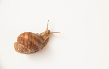 Brown garden grape snail on white background living in european gardens