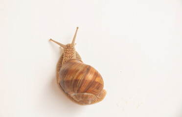 Brown garden grape snail on a white background living in European gardens.