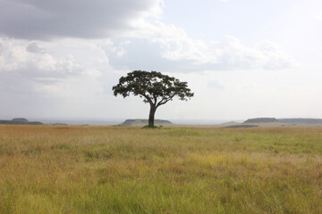 Obraz premium beautiful tree in Maasai Mara