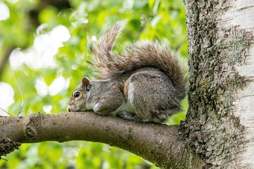 close up of a cute grey squirrel resting on the stretching tree branch taking a nap