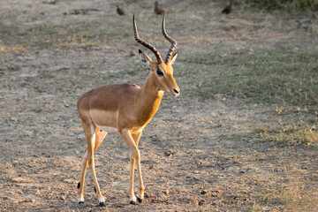 Naklejka na ściany i meble Kruger National Park: Impala
