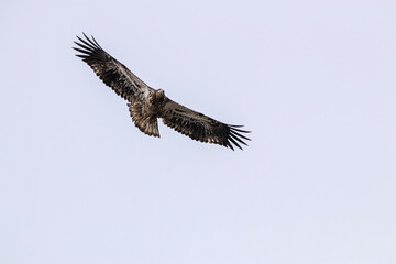 one juvenile bald eagle with its wings wide open flew over head under the hazy sky