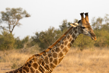 Obraz premium Kruger National Park: Giraffe