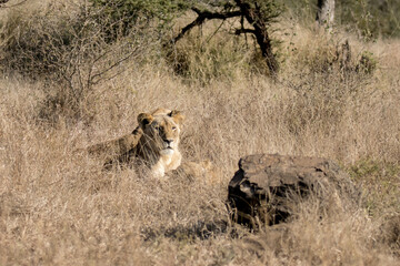 Kruger National Park: lion resting in long grass